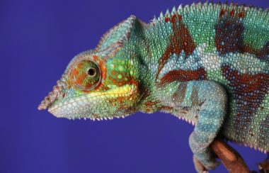 Intégration consultant nouveau client